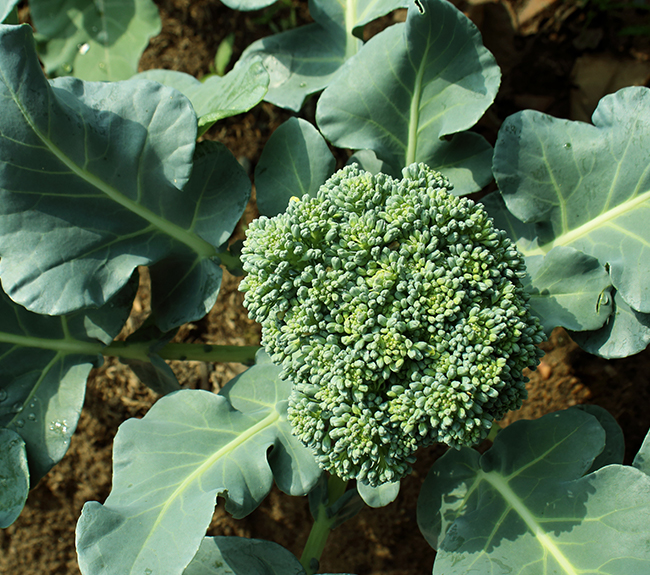 Broccoli Fertilizer Haifa Group